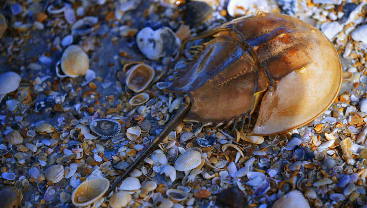 horseshoe crab blue blood